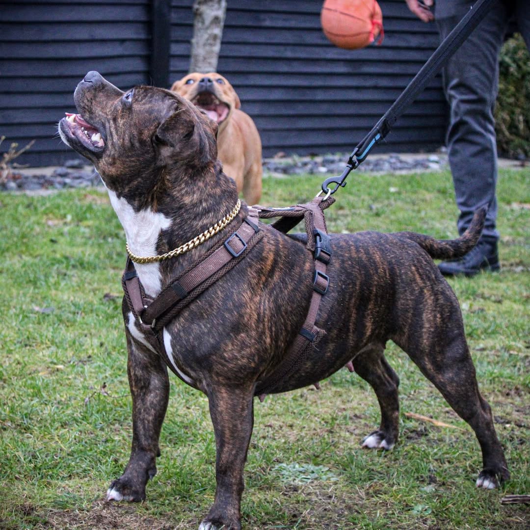 Unsere Hunde als Teil der Familie
