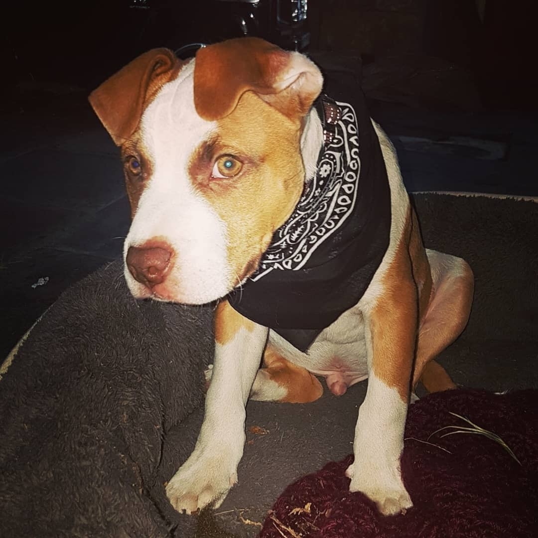 Axel