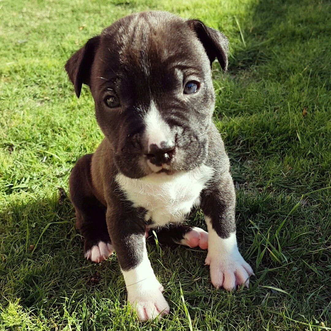 Jaeger