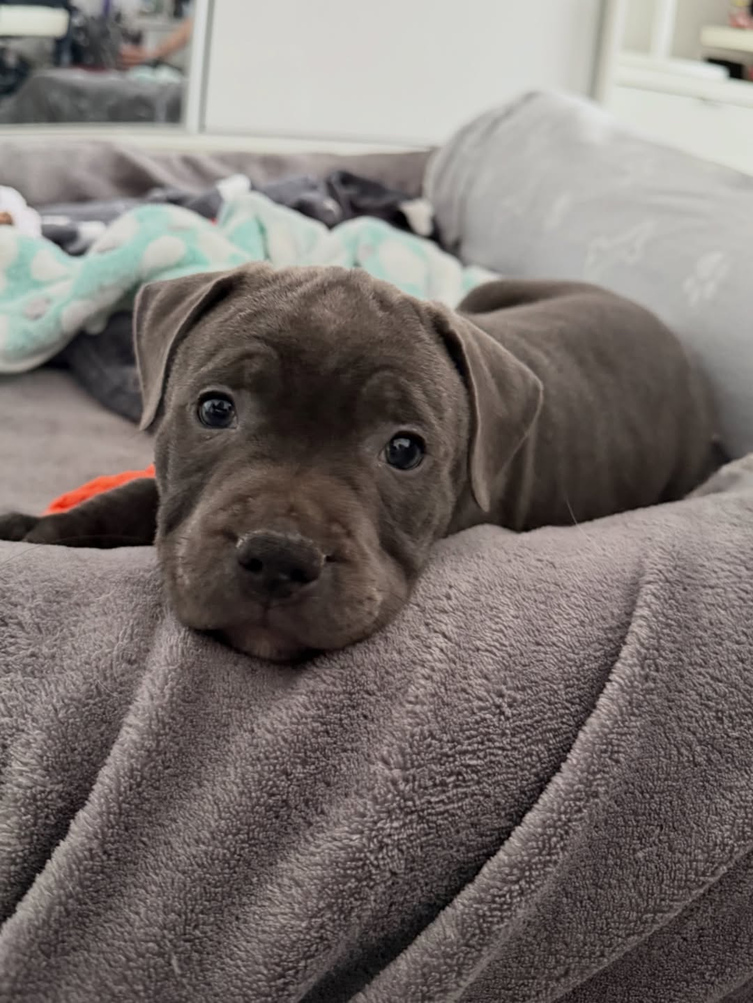 Norbert